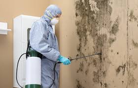 Environmental Consulting for Mold Prevention in Coldstream, KY